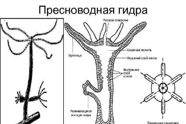 Тор для кракена